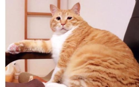 网红橘猫表情包,萌态可掬，网络红人必备神器