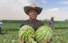 凤凰网吃瓜,揭秘娱乐圈幕后真相，带你领略明星们的真实生活