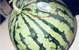 最近有没有什么网红瓜吃,笑料连连等你来吃！